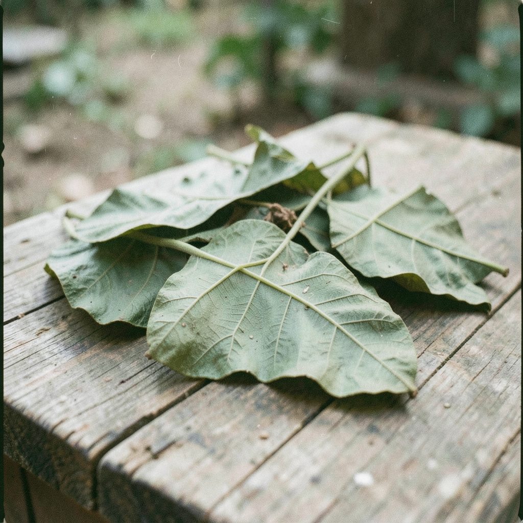 A grainy analog film photograph of raw coca leaves drying on a rustic wooden surface in soft natural light, muted greens and earthy browns.